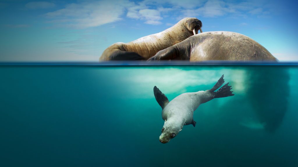 ۱۰ مستند برتر تاریخ در مورد حیات وحش و طبیعت؛ از The Blue Planet تا Our Planet