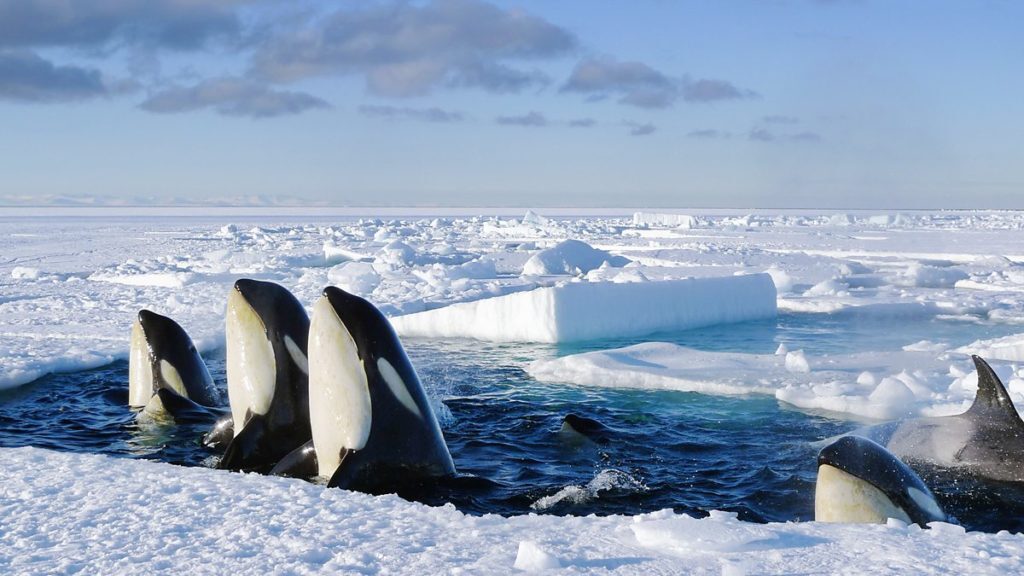 ۱۰ مستند برتر تاریخ در مورد حیات وحش و طبیعت؛ از The Blue Planet تا Our Planet