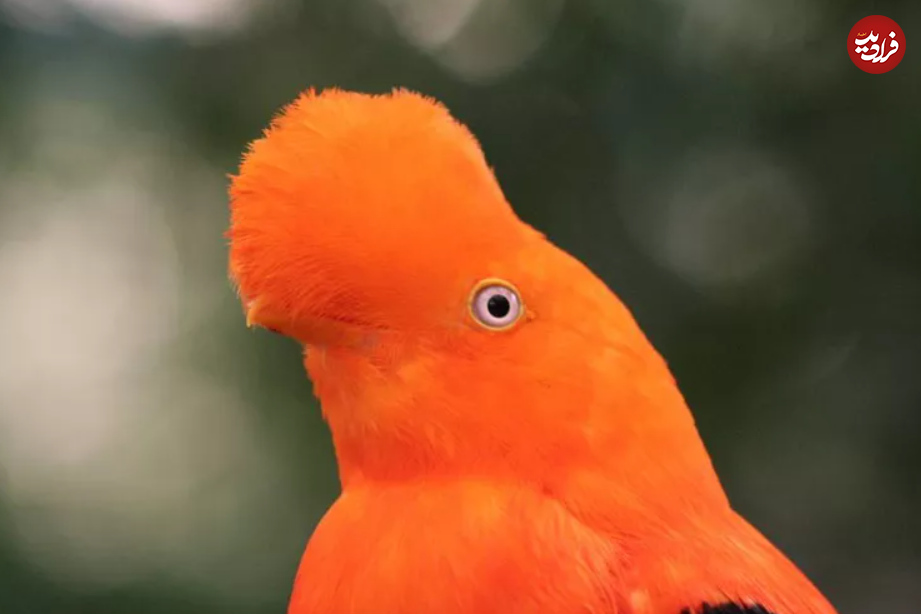خروس سنگی آند