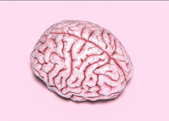 مغز