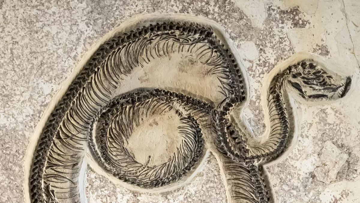 Gigantophis garstini