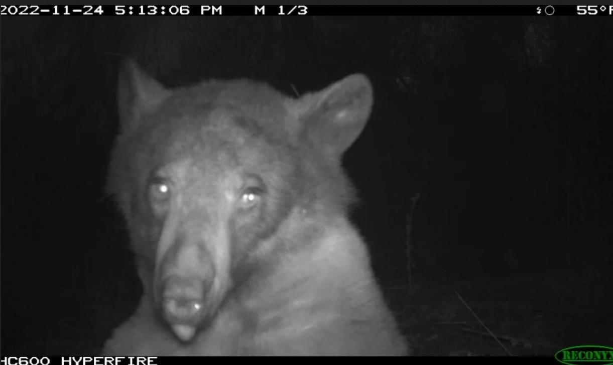 خرس‌های شگفت‌انگیز که سلفی می‌گیرند و شمردن بلدند!