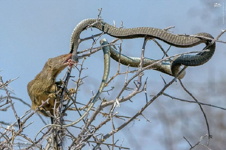 مار