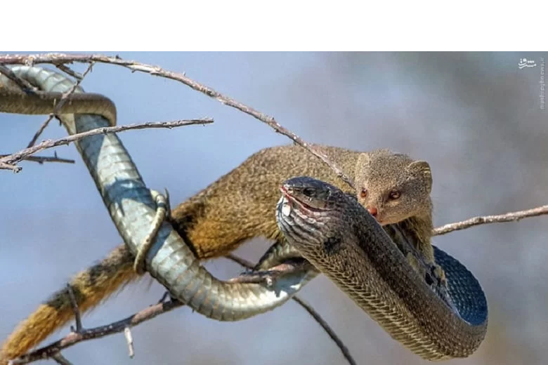 مار