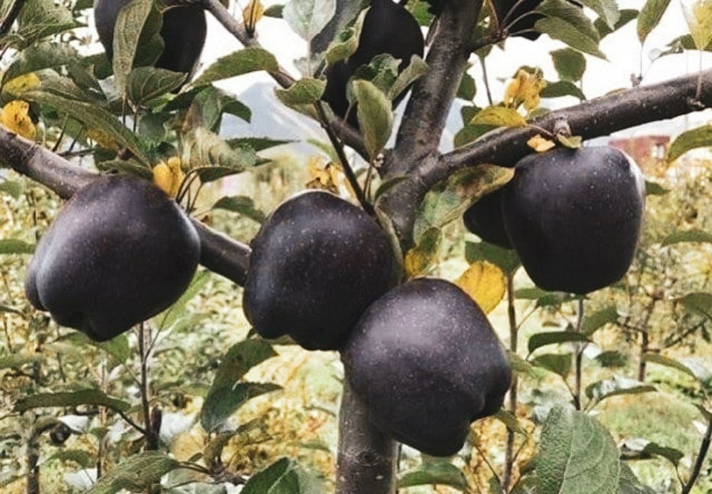 سیب سیاه