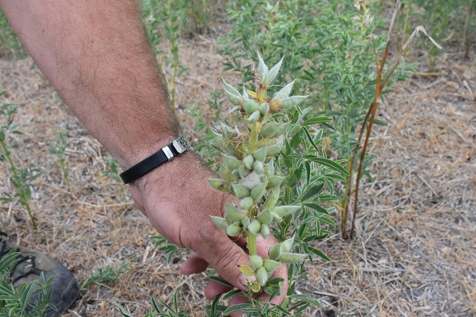(تصاویر) ۶۰۰ میلیون تومان جریمه نقدی برای چیدن این گل در ترکیه