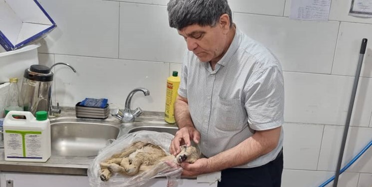 (عکس) ماجرای شکارچیان سنگ‌دل در دهدشت/ بی‌رحمی نسبت به ۳ حیوان ۱۴ روزه
