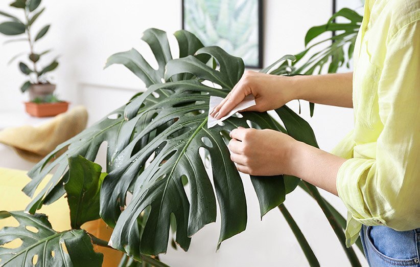 این هیولای لوکس آپارتمانتان را زیبا می‌کند!/طرز نگهداری و تکثیر گیاه برگ انجیری