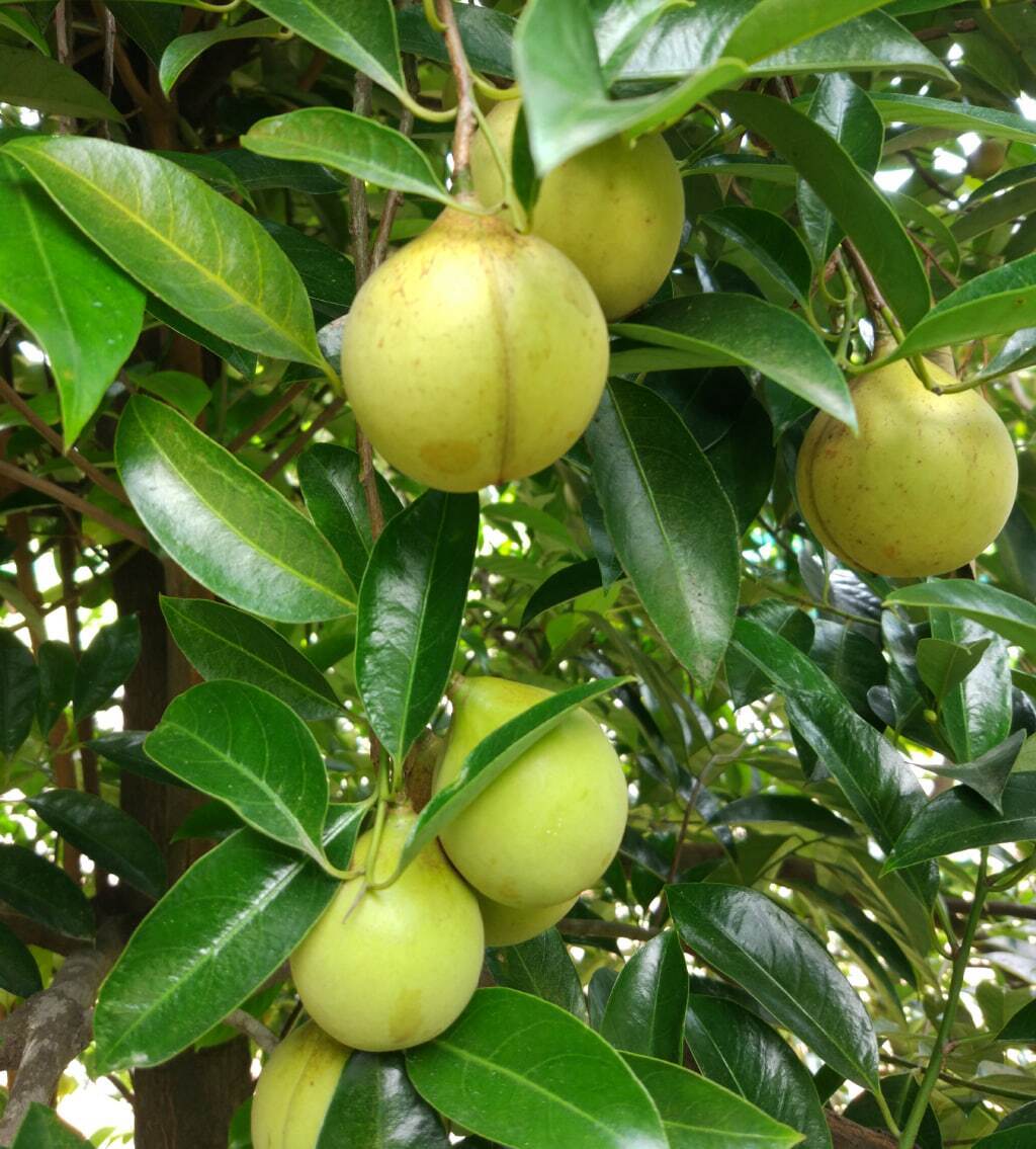 شکل جالب میوه جوز هندی!