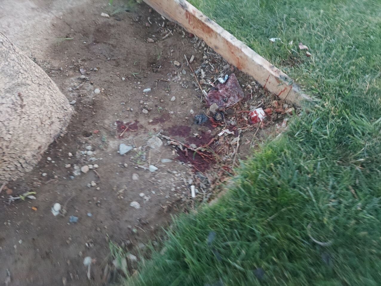 (تصاویر) کشف جسد تکه تکه شده زن جوان در میدان آزادی تهران
