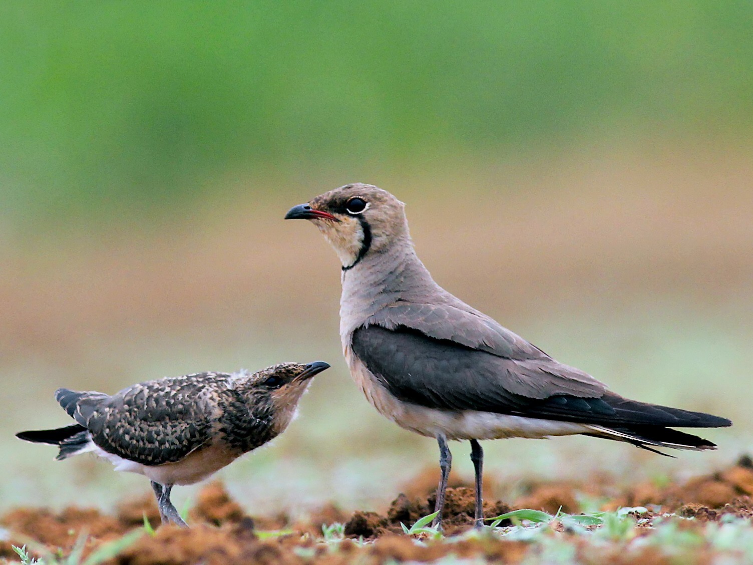 از قورباغه‌ های شبیه مدفوع پرندگان تا لاک‌ پشت‌های گازگیر تمساحی؛ اساتید فریبکاری در طبیعت/ پنج گونه برنده در مسابقه فریبکاری در طبیعت/ جانداران فریبکار در طبیعت