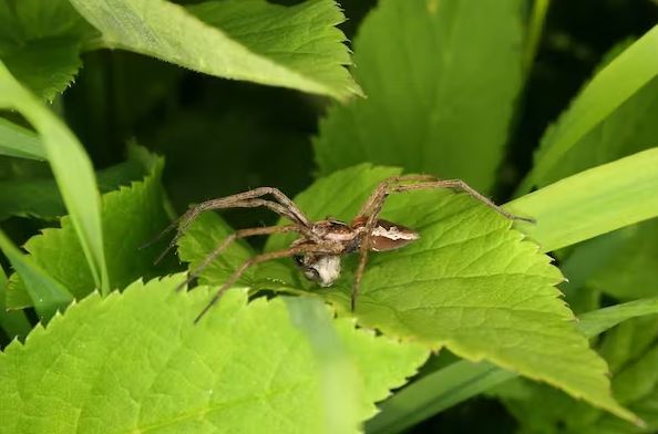 از قورباغه‌ های شبیه مدفوع پرندگان تا لاک‌ پشت‌های گازگیر تمساحی؛ اساتید فریبکاری در طبیعت/ پنج گونه برنده در مسابقه فریبکاری در طبیعت/ جانداران فریبکار در طبیعت
