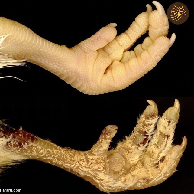 یک تغییر ژنتیکی ساده فاصله بین تبدیل فلس به پر/ با یک تغییر ژنتیکی نسبتا ساده فلس به پر تبدیل می شود/ چگونه فلس را به پر تبدیل کنیم؟!