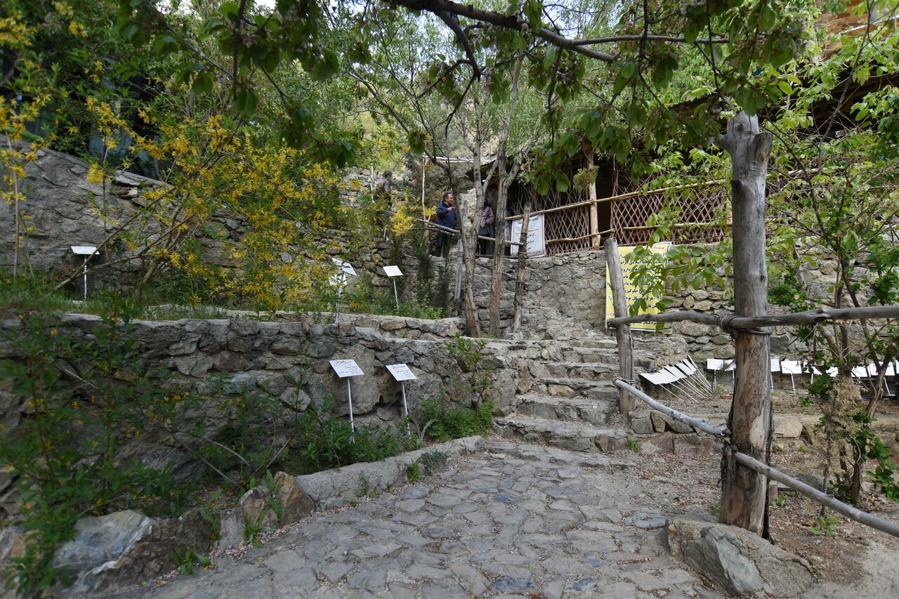 (عکس) تاراج گنج سبز کوه‌های تهران/گیاهان انحصاری تهران کجا تکثیر می‌شود؟