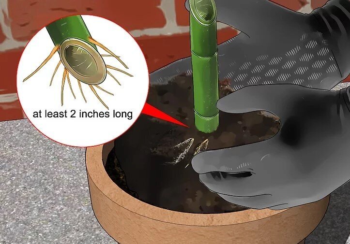 چگونه بامبو را قلمه بزنیم؟ / ۳ روش آسان برای تکثیر بامبو؛ گیاهی که نماد خوش‌یمنی است//