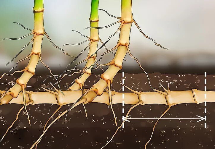 چگونه بامبو را قلمه بزنیم؟ / ۳ روش آسان برای تکثیر بامبو؛ گیاهی که نماد خوش‌یمنی است//