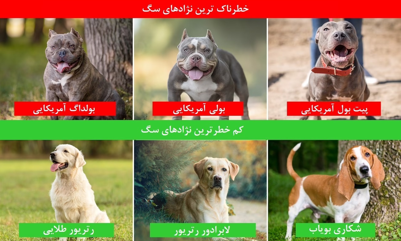 خطرناک‌ترین و آرام‌ترین نژاد سگ‌ها کدامند؟