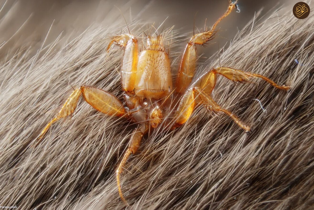 در دفاع از مگس‌ها؛ به دنیای عجیب و غریب مگس‌ها خوش آمدید