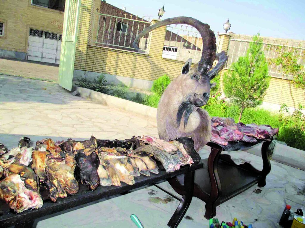 گوشت‌های شکار چه می‌شوند؟