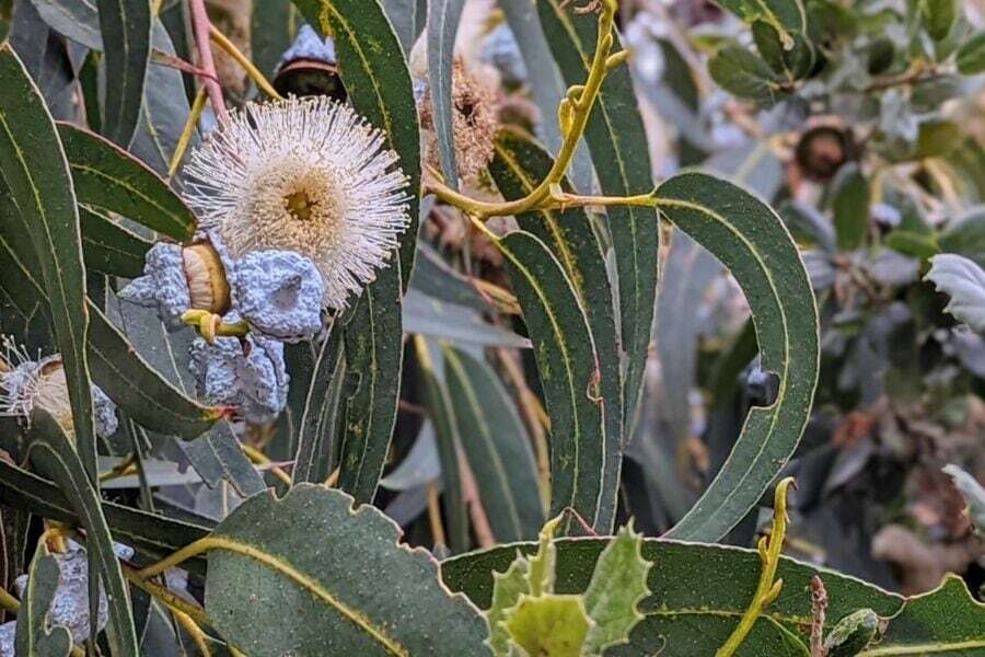 (تصویر) همه چیز درباره گیاهی که «طلا» دارد