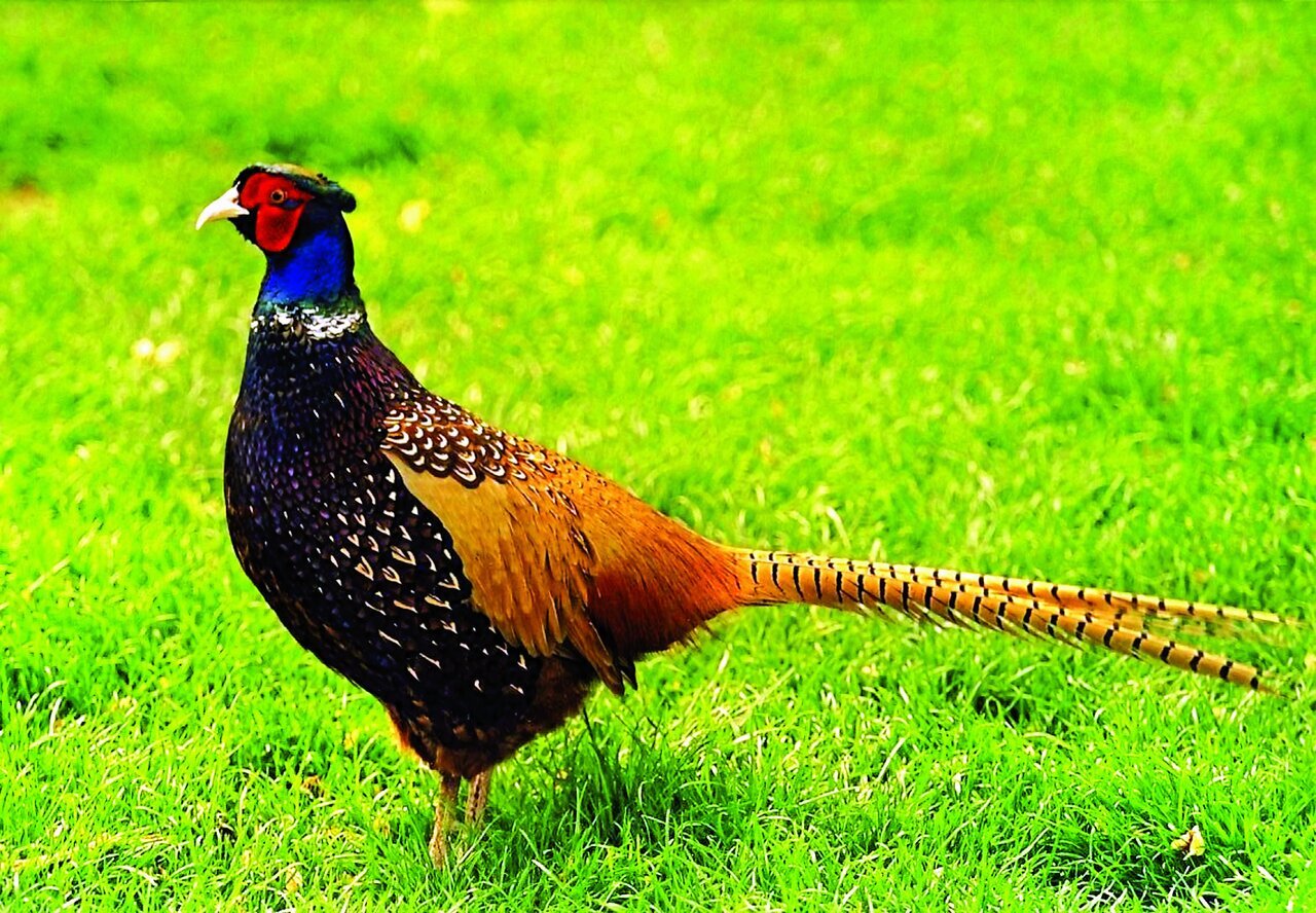 (تصاویر) شکار پرندگان منطق‌الطیر عطار با دوربین