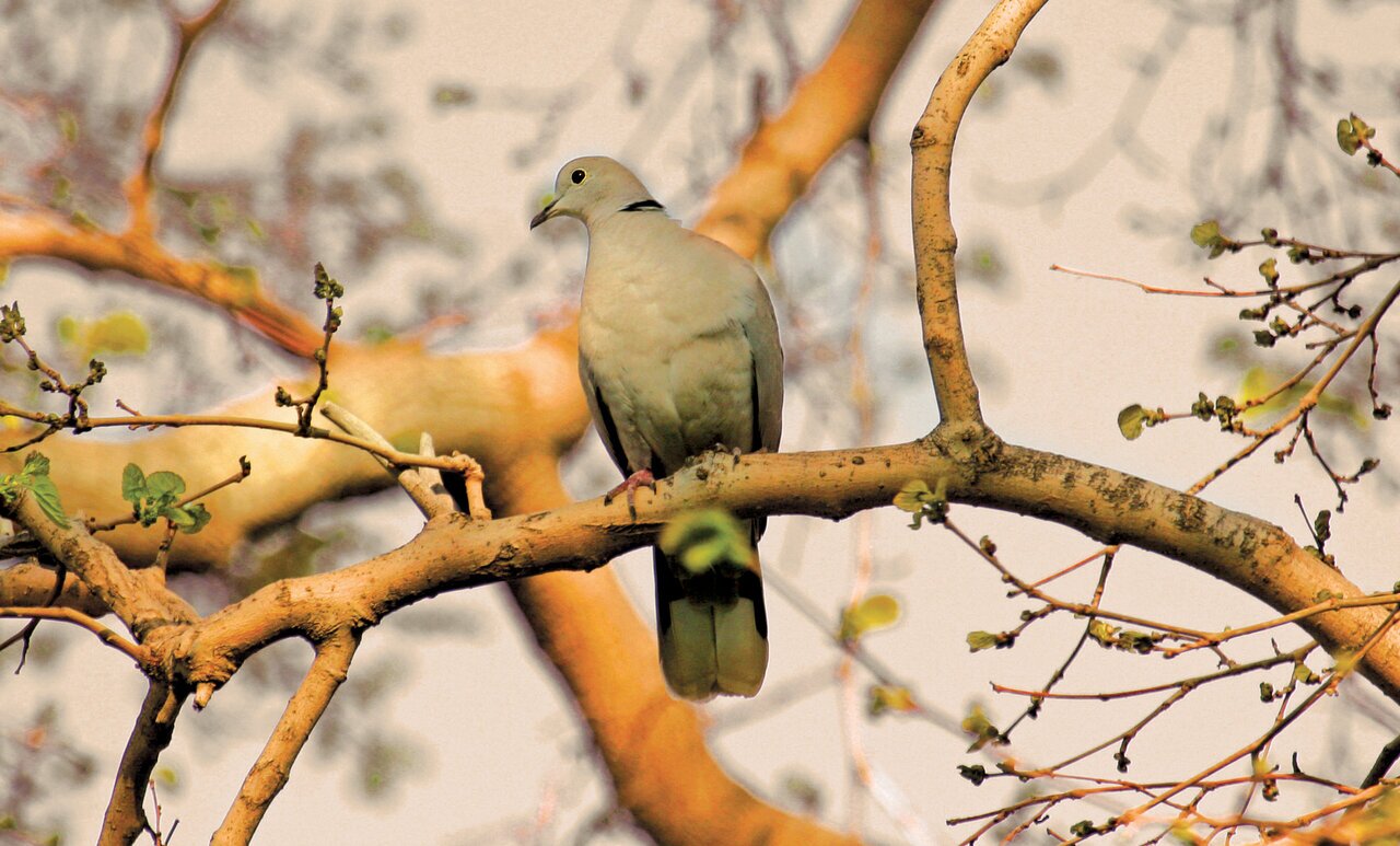 (تصاویر) شکار پرندگان منطق‌الطیر عطار با دوربین