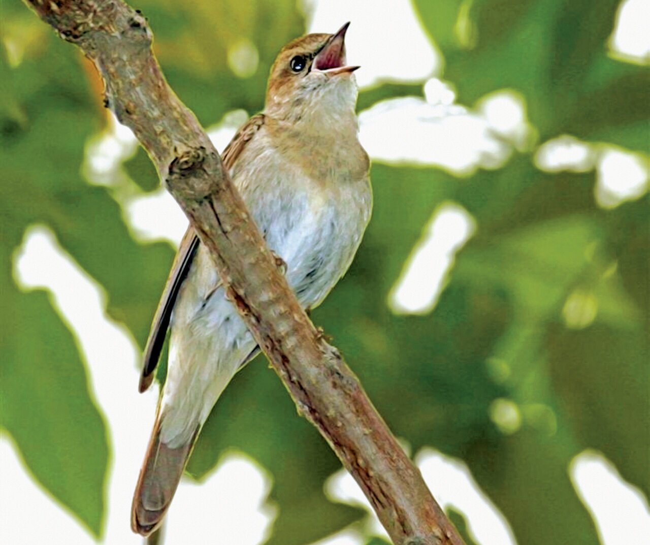(تصاویر) شکار پرندگان منطق‌الطیر عطار با دوربین