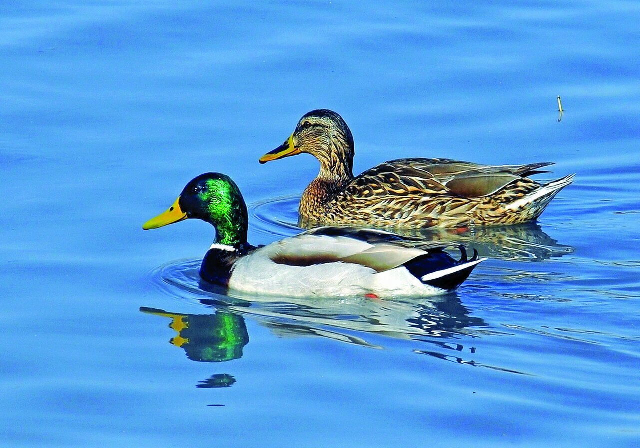 (تصاویر) شکار پرندگان منطق‌الطیر عطار با دوربین