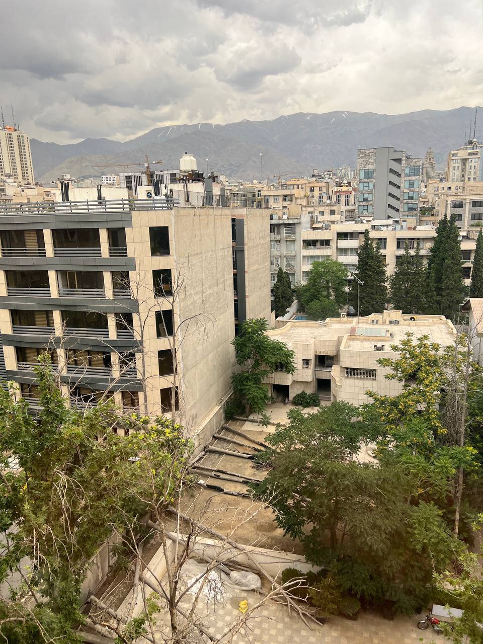 تصویری از قتل عام درختان درخیابان جردن