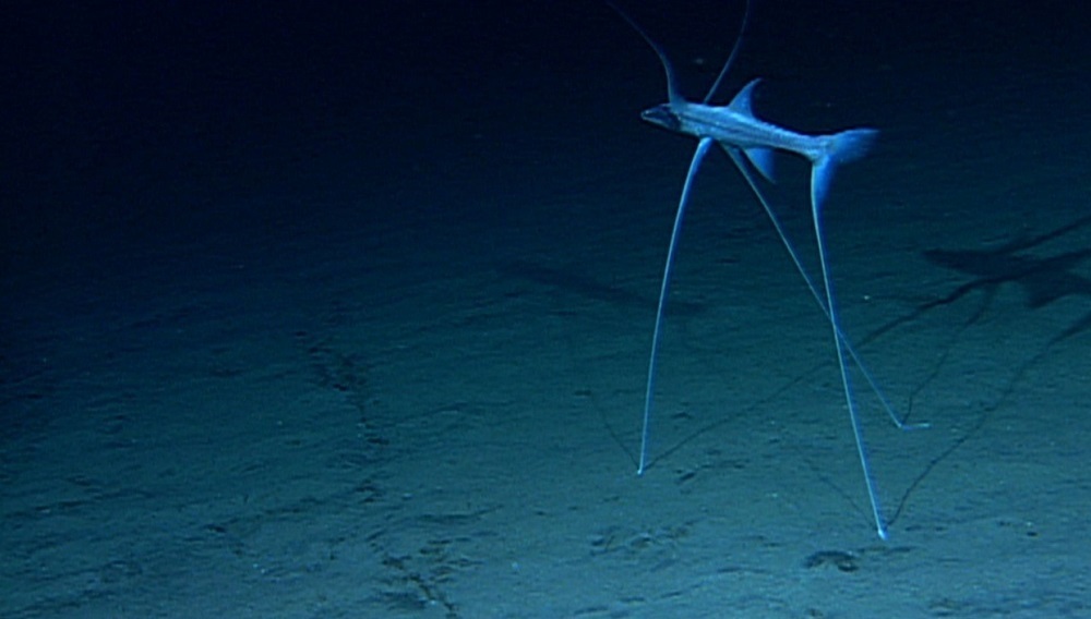 (ویدئو) از عجیب ترین های جهان: ماهی سه پا هرمافرودیت!