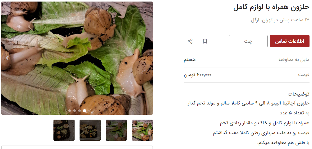 خرید و فروش عجیب در فضای مجازی / ۵ تا جوجه حلزون نیم میلیون!