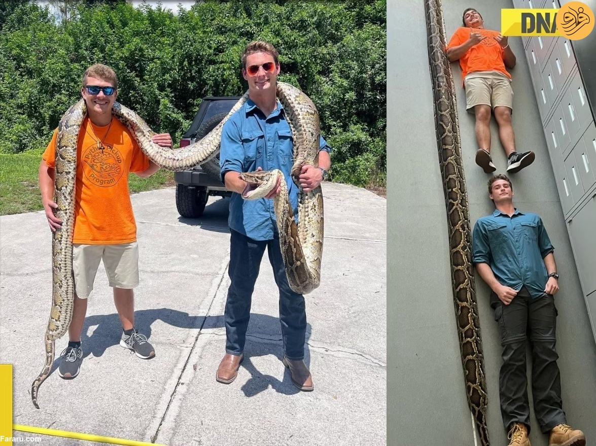(ویدئو) بزرگترین مار پیتون جهان شکار و کشته شد