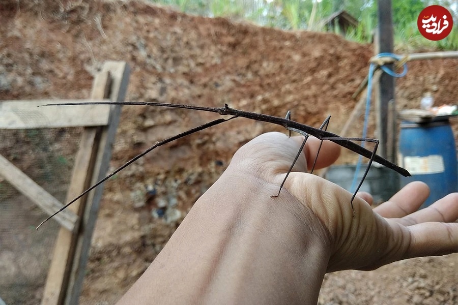 (تصاویر) اندازۀ باورنکردنی بزرگترین حشرات جهان