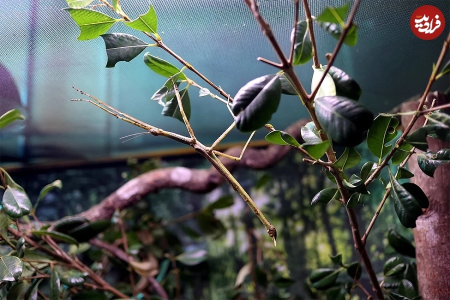 (تصاویر) اندازۀ باورنکردنی بزرگترین حشرات جهان