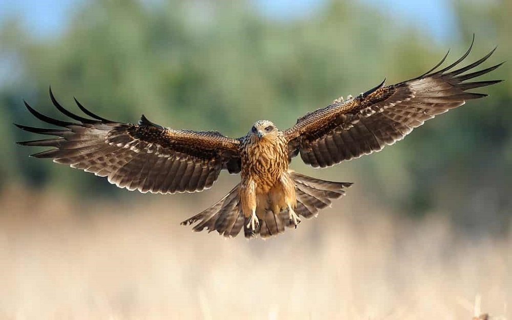 (ویدئو) شاهین آتشین؛ پرنده ای که استرالیا را برای غذا آتش می زند! (ویدئو) شاهین آتشین؛ پرنده ای که استرالیا را برای غذا آتش می زند!