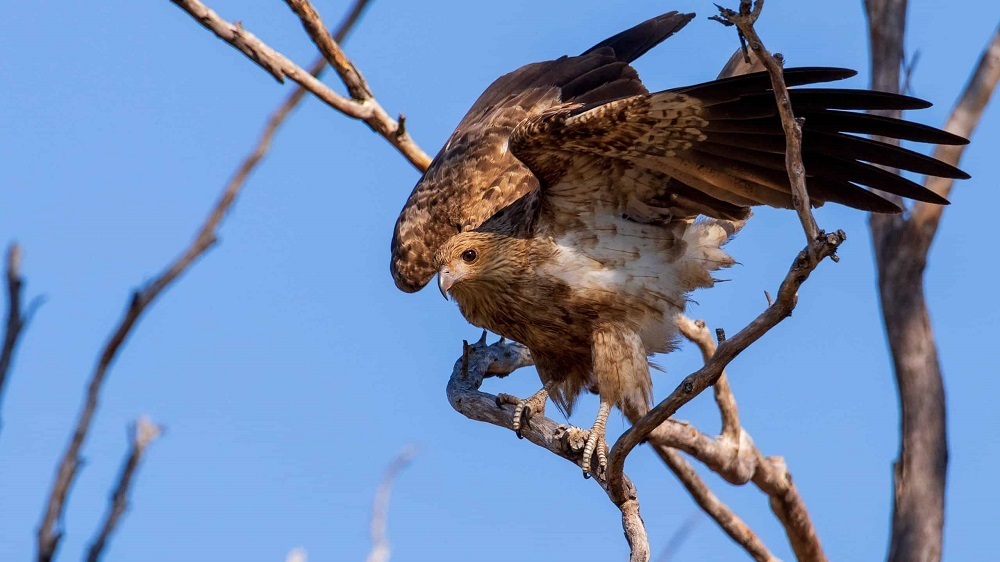 (ویدئو) شاهین آتشین؛ پرنده ای که استرالیا را برای غذا آتش می زند!