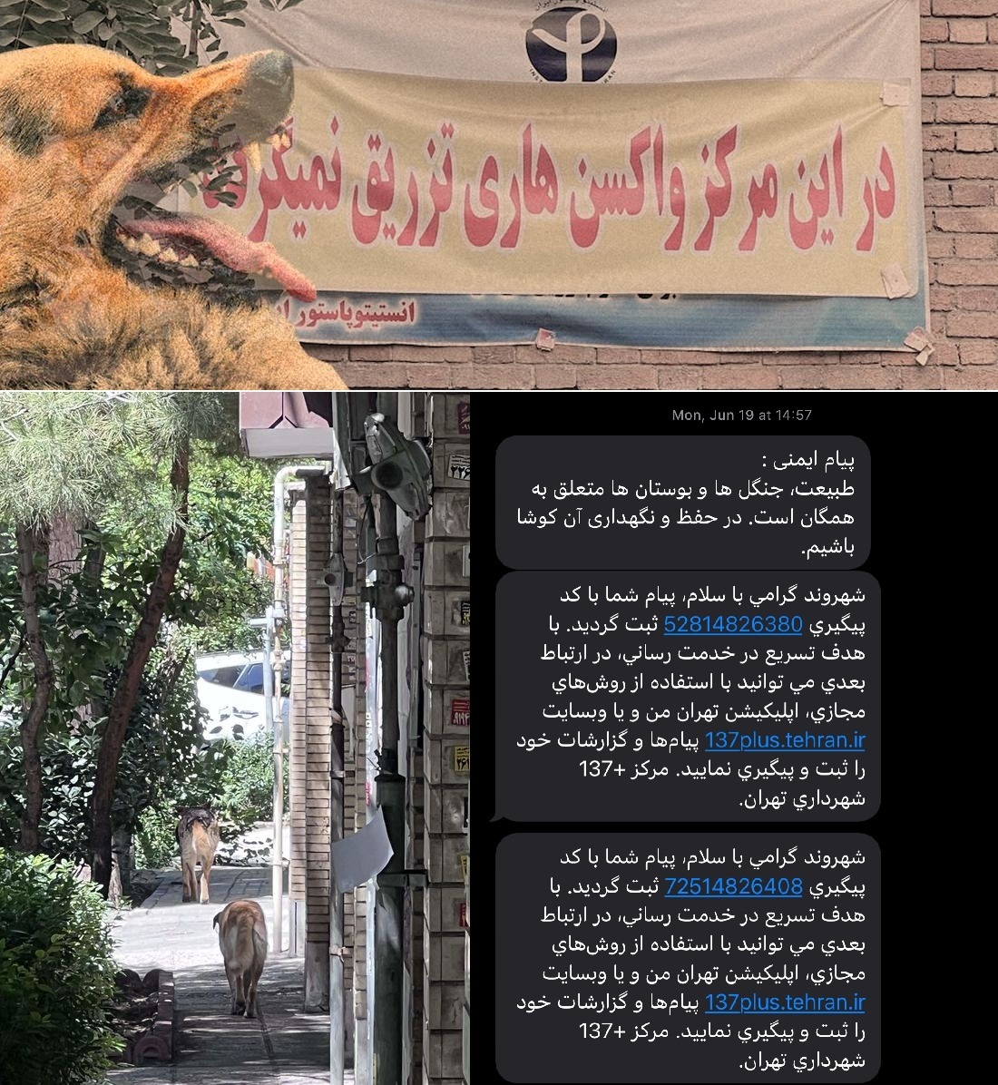 سگ‌های با پلاک شهرداری از ابتدای امسال بیش از ۴هزار نفر را گاز گرفته‌اند