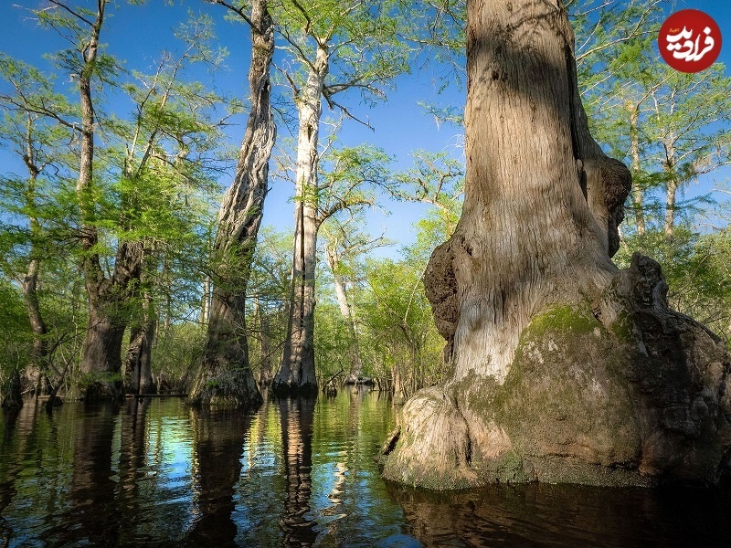 (تصاویر) قدیمی‌ترین درخت جهان کجاست؟