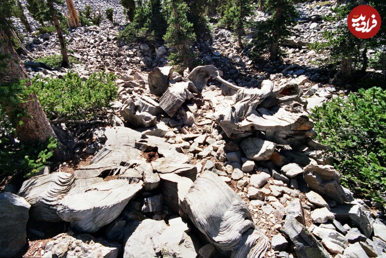 (تصاویر) قدیمی‌ترین درخت جهان کجاست؟