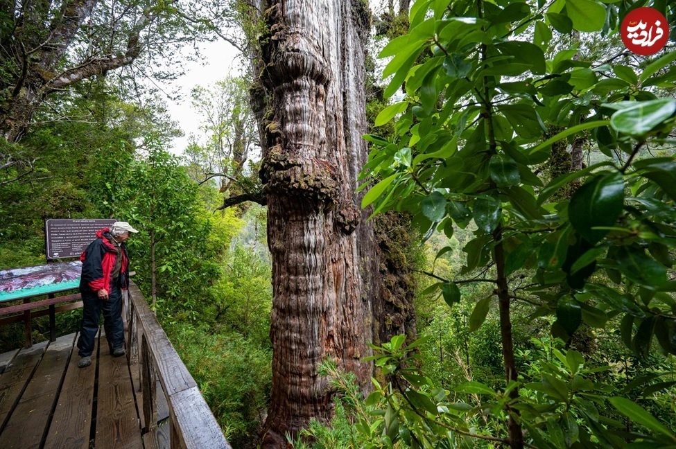 (تصاویر) قدیمی‌ترین درخت جهان کجاست؟