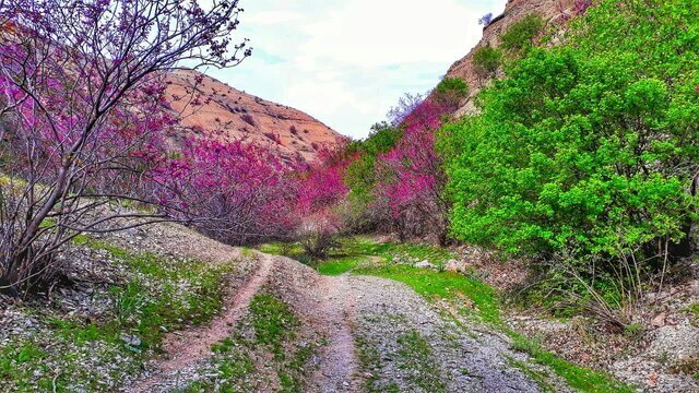 دره ارغوان، یکی از زیباترین و بکرترین مناطق طبیعی ایران