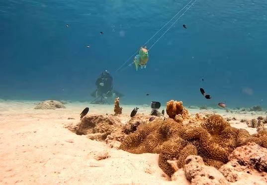 این ماهی عجیب‌ترین روش «شکار» را در دنیای حیوانات دارد