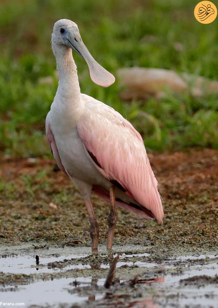 (ویدئو) مشاهده یک پرنده صورتی نادر پس از ۱۸۰ سال