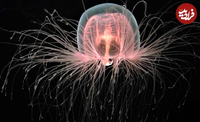 Turritopsis dohrnii
