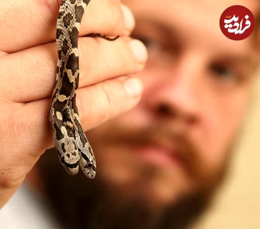 (عکس) نمایش یک مار «دو سر» بسیار کمیاب در باغ وحش تگزاس