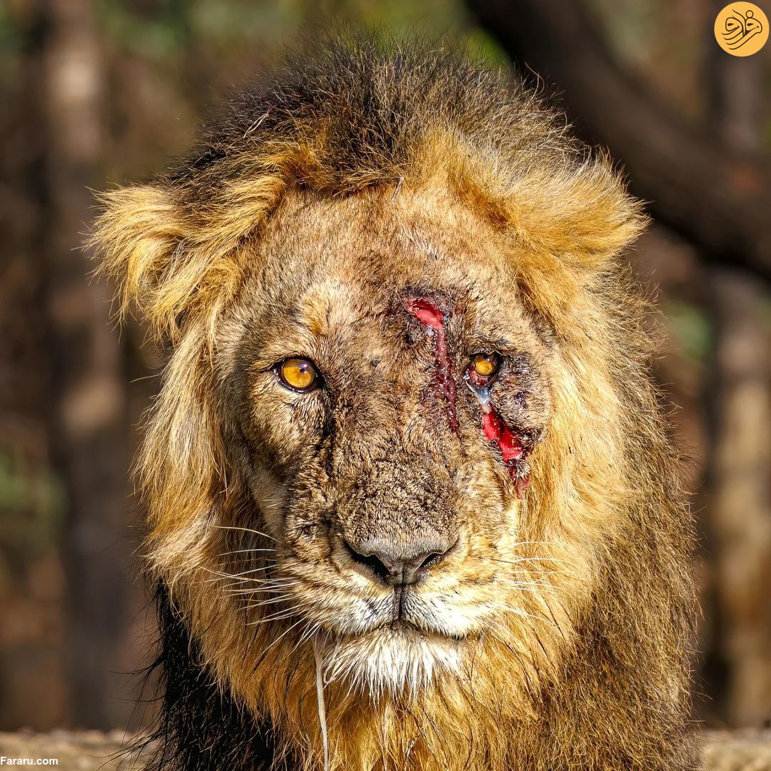 عکس روز حیات وحش؛ شیرِ صورت زخمی