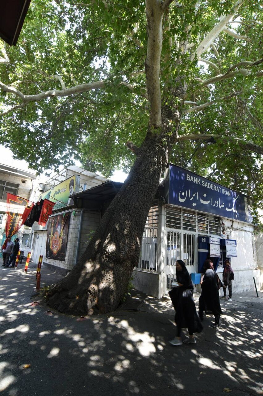 چنار