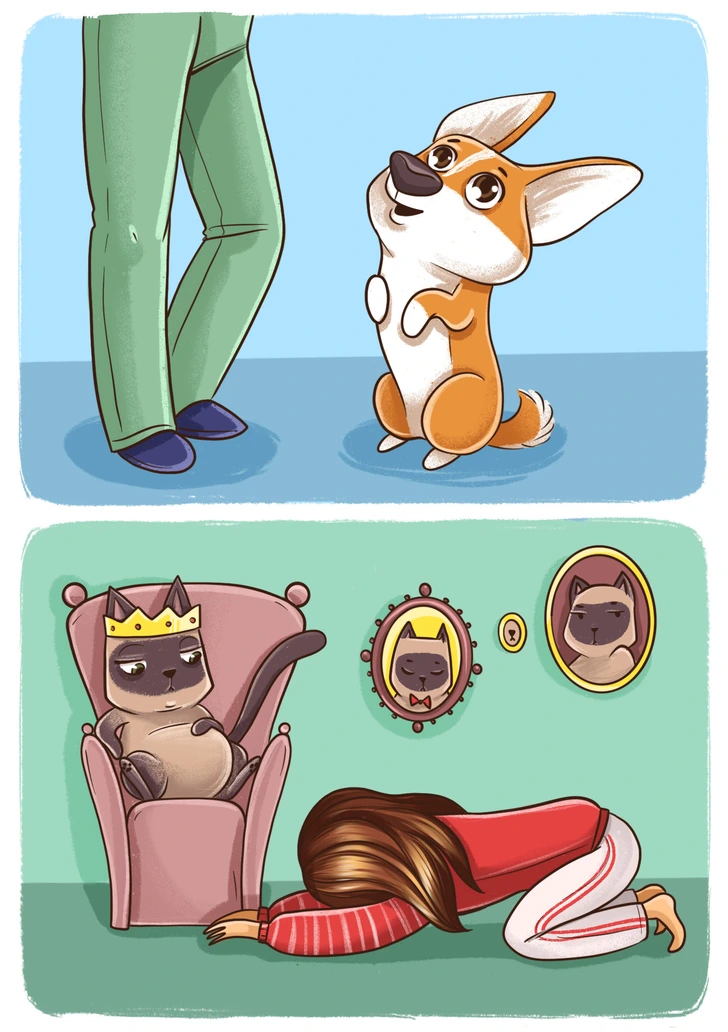 گربه‌ها و سگ‌ها