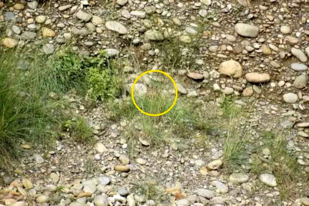 تست بینایی: جغد استتار شده را پیدا کنید