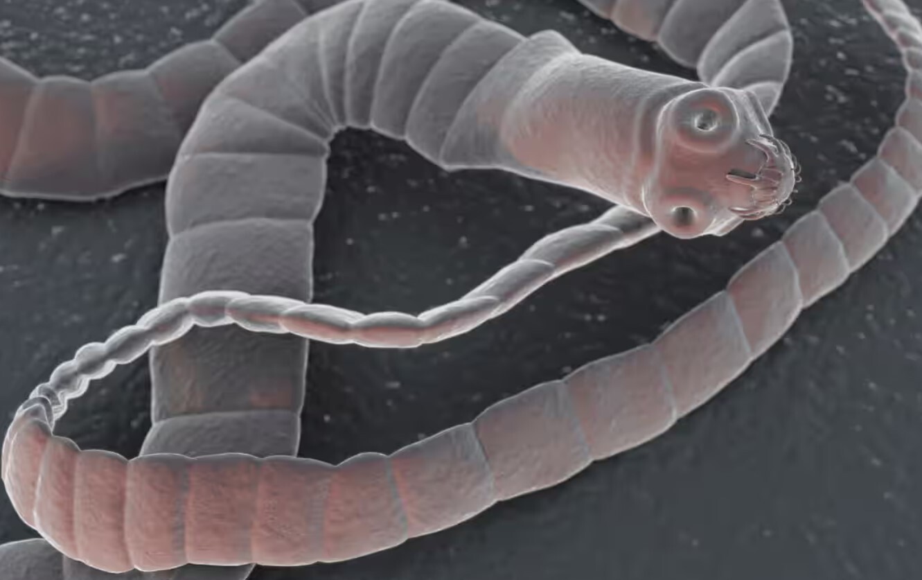 از کرم ریه تا سوسک سیگار، این موجودات در شما لانه سازی می‌کنند؟